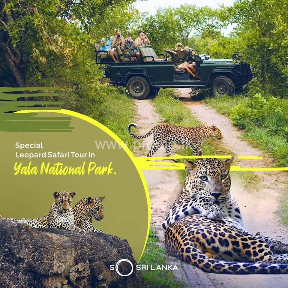 Yala Safari Jeep Tours
